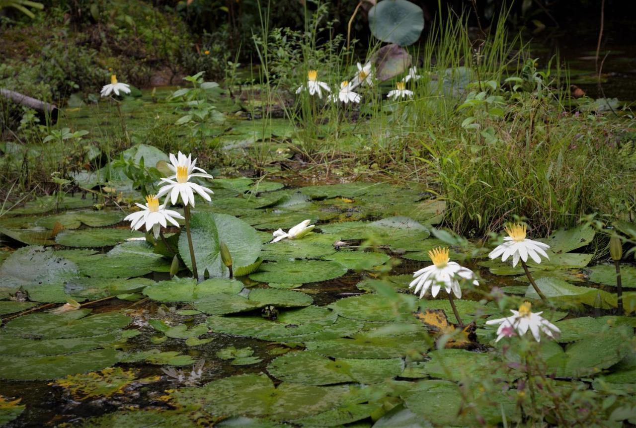 Mena Creek Flower House Экстерьер фото