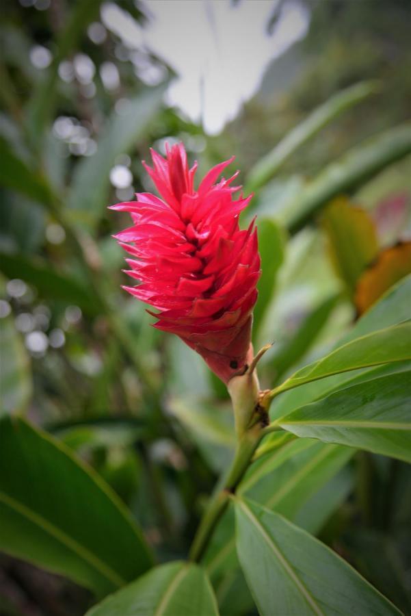 Mena Creek Flower House Экстерьер фото