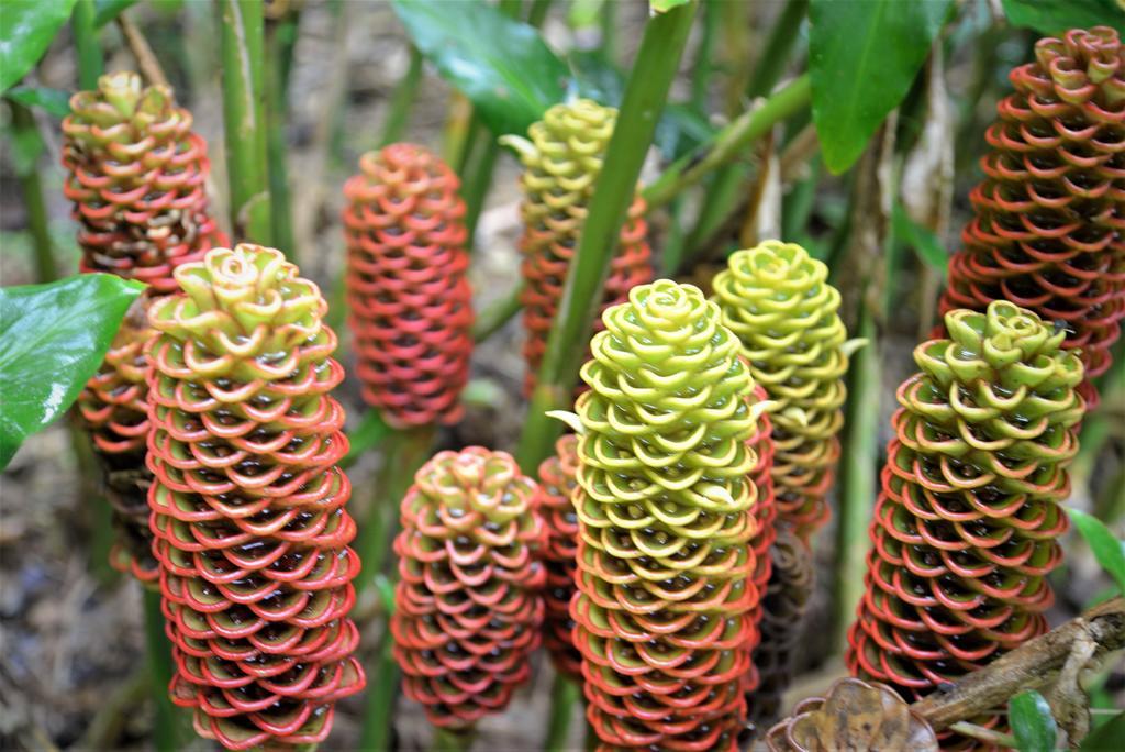 Mena Creek Flower House Экстерьер фото